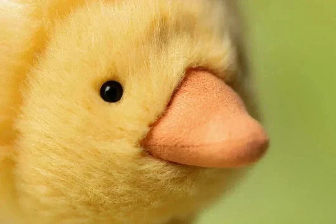 jellycat dorit duckling soft toy jellycat 558248 jellycat dorit duckling soft toy jellycat 558248